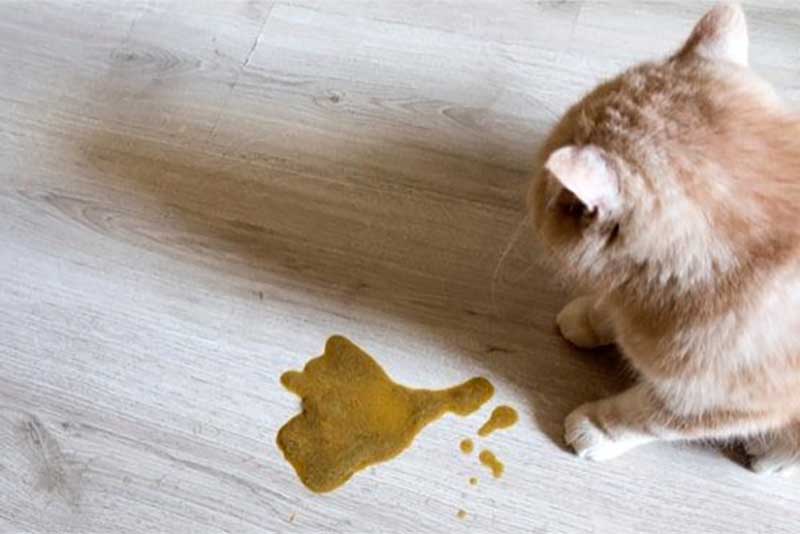 Les Vomissements Chez L animal Conseil V t rinaire Les Vomissements Chez L animal Conseil V t rinaire